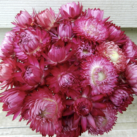 Monster Rosy Pink, Strawflower Seeds